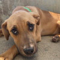 POMME, chienne à adopter