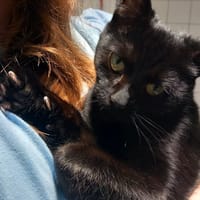 ELVIRA Réservée, chatte à adopter