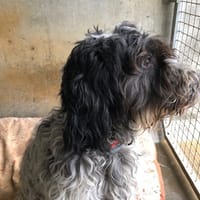 jackson, chien à adopter