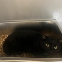 Shansi, chat à adopter