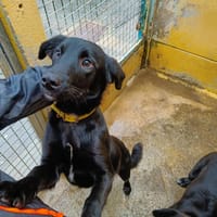 ACCRO (collier jaune), chien à adopter