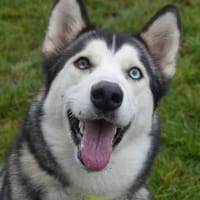 VAIANA, chienne à adopter