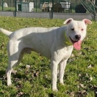 ANGUS, chien à adopter