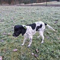 ATIS, chien à adopter