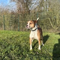 TAIKO, chien à adopter