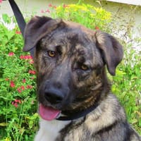 TYSON, chien à adopter