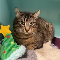 ASCO, chat à adopter