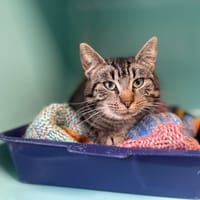 ALINEA, chatte à adopter