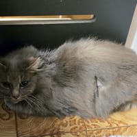 Frutti, chatte à adopter