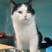 YSEA, chatte à adopter