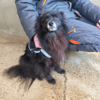 ZINE VAA, chien à adopter