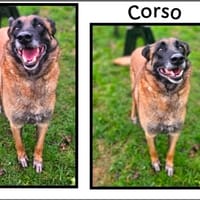CORSO, chien à adopter