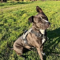 SHADOW (réservée) OAA19868, chienne à adopter