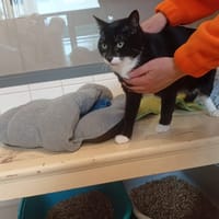 ZORRO, chat à adopter