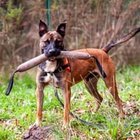 Rolex dit Anubis, chien à adopter