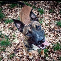 Rolex, chien à adopter