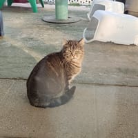 LOLO, chat à adopter