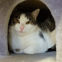 KRAPETTE pab28407, chatte à adopter