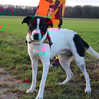 CASSIE HAA24666, chienne à adopter