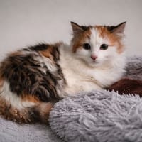 CHANEL reservée, chatte à adopter