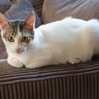 JACQUIE, chat à adopter