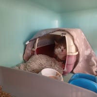 SONETTE, chat à adopter