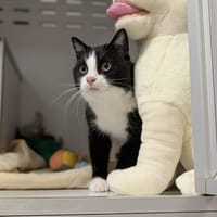 MUFFIN, chat à adopter