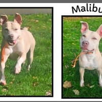 MALIBU, chienne à adopter