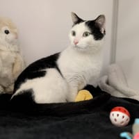 POPCORN, chat à adopter