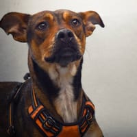 Mina, chienne à adopter