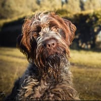 Gaspard, chien à adopter