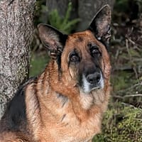 Newton, chien à adopter