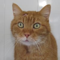 PAMPERS, chat à adopter