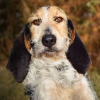 Romy, chienne à adopter