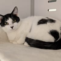GALAXY, chat à adopter