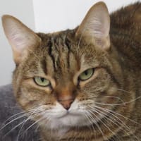 MOKA, chatte à adopter