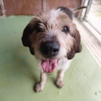 ROCKY, chien à adopter