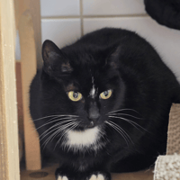 ANDREA, chatte à adopter