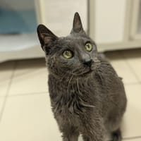 GRISOU, chat à adopter