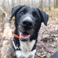 ROKY, chien à adopter