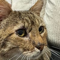 MAYO, chat à adopter