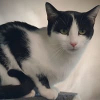 ZYGENE CHA D, chatte à adopter