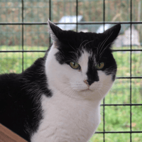 RILEY, chatte à adopter