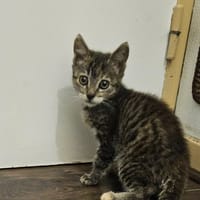 TIGRESSE CHATONNE, chatte à adopter
