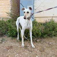 CALIOPE, chienne à adopter