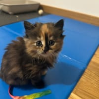 mahina, chatte à adopter