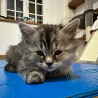 punauia, chatte à adopter