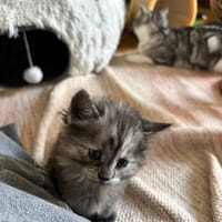 bora, chatte à adopter