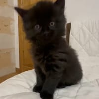 arue, chat à adopter