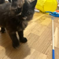 tiarei, chatte à adopter